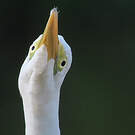 Grande Aigrette