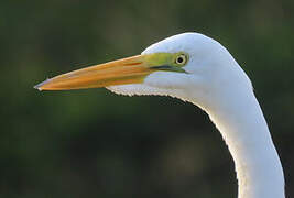 Grande Aigrette