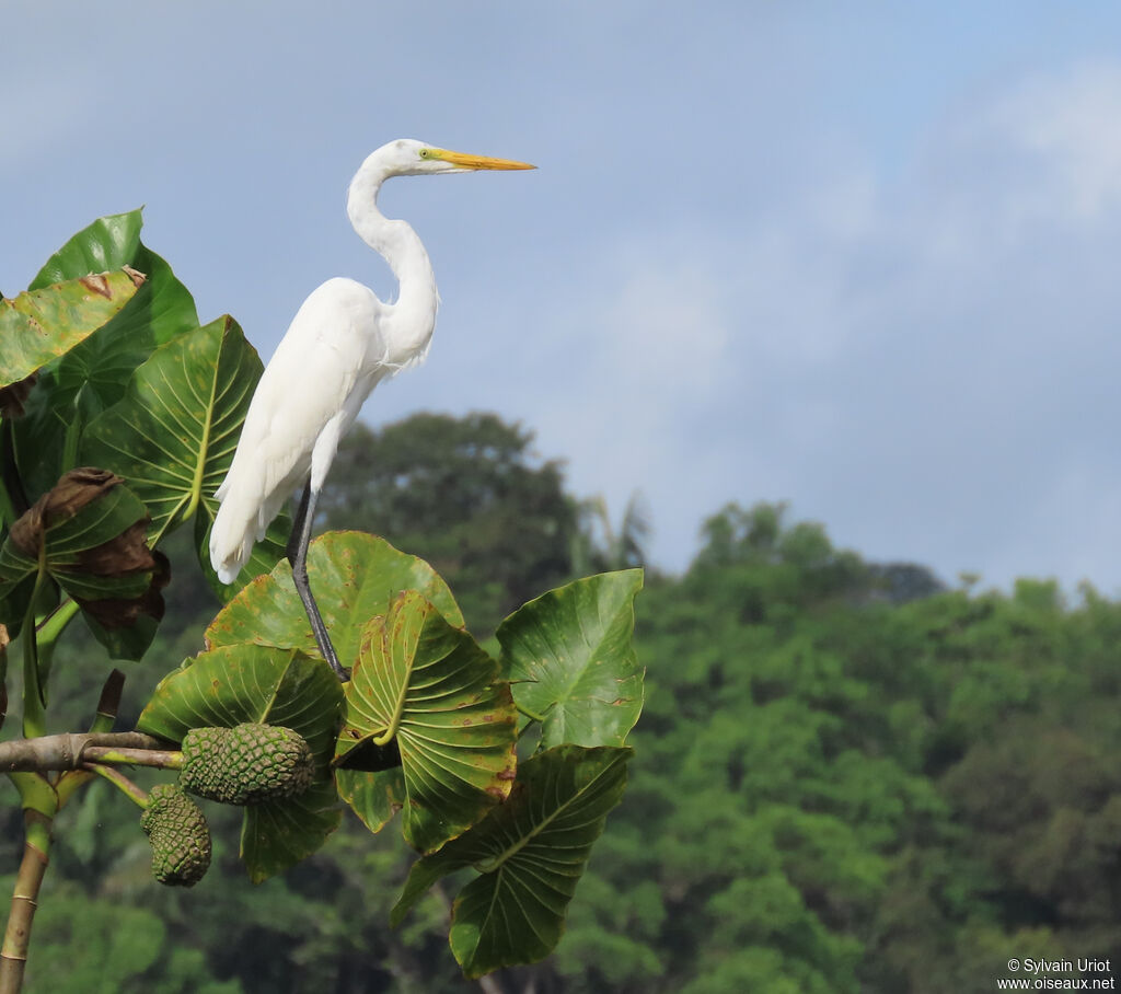 Great Egretadult