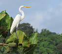 Grande Aigrette