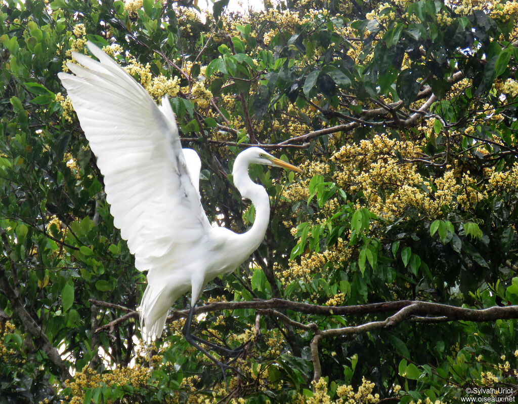 Great Egretadult