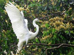 Grande Aigrette