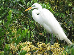 Grande Aigrette