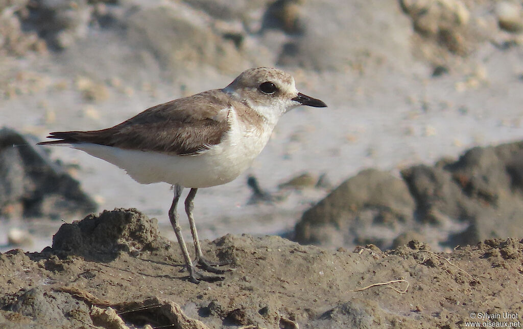 Kentish Ploveradult post breeding