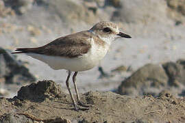 Kentish Plover