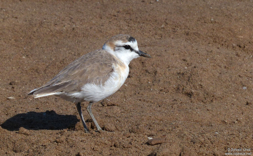 White-fronted Ploveradult