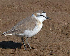 White-fronted Plover