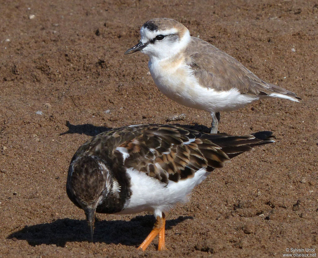 White-fronted Plover