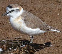 White-fronted Plover