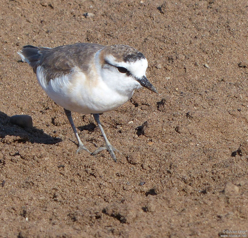 Gravelot à front blancadulte