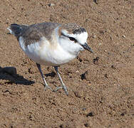 White-fronted Plover