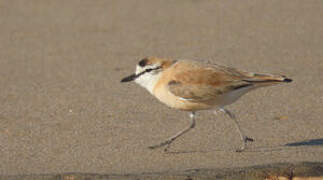 White-fronted Plover