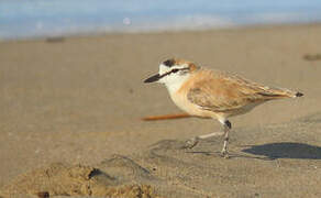 White-fronted Plover