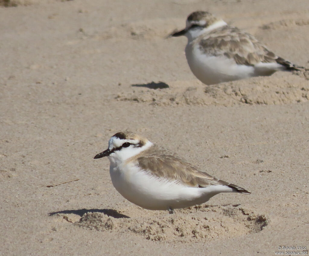 White-fronted Ploveradult