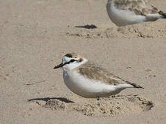 White-fronted Plover