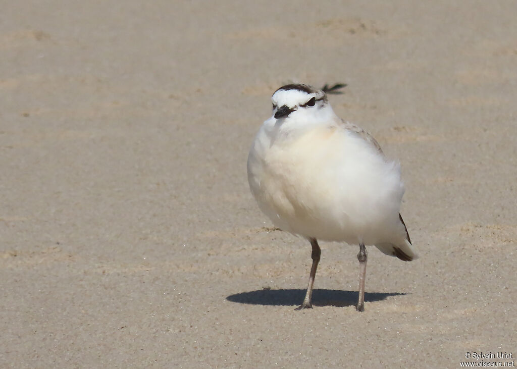 White-fronted Ploveradult