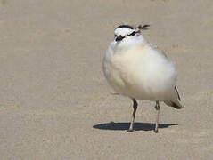 White-fronted Plover