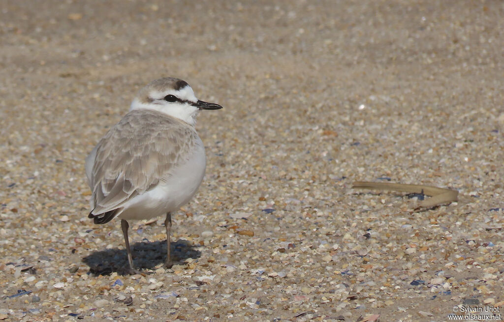 White-fronted Ploveradult