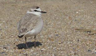 White-fronted Plover