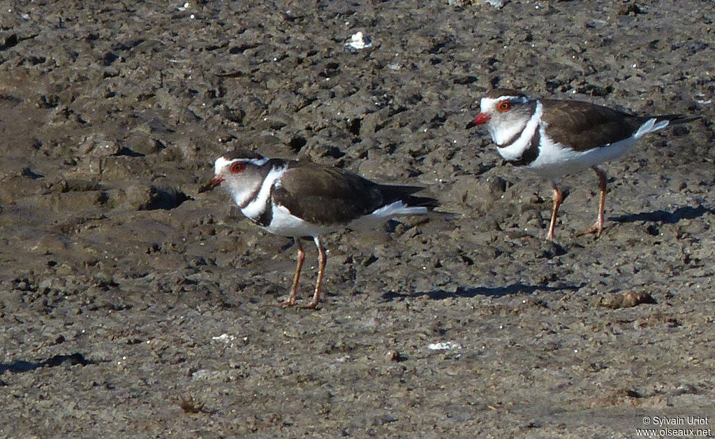 Three-banded Plover