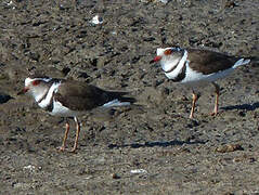 Three-banded Plover