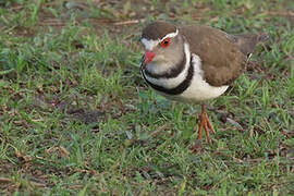 Three-banded Plover