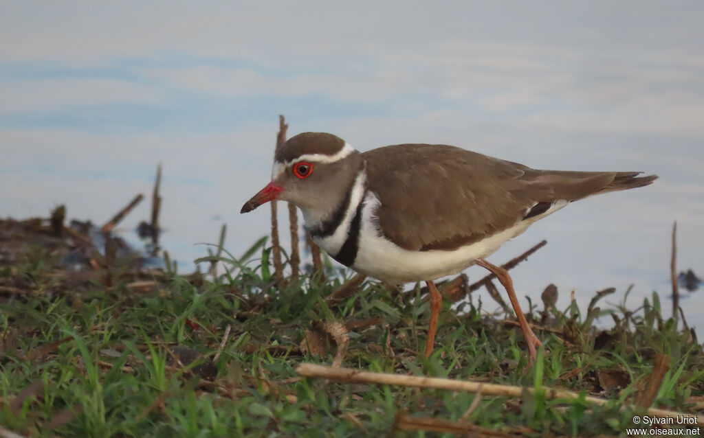 Three-banded Ploveradult