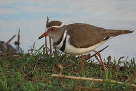 Three-banded Plover