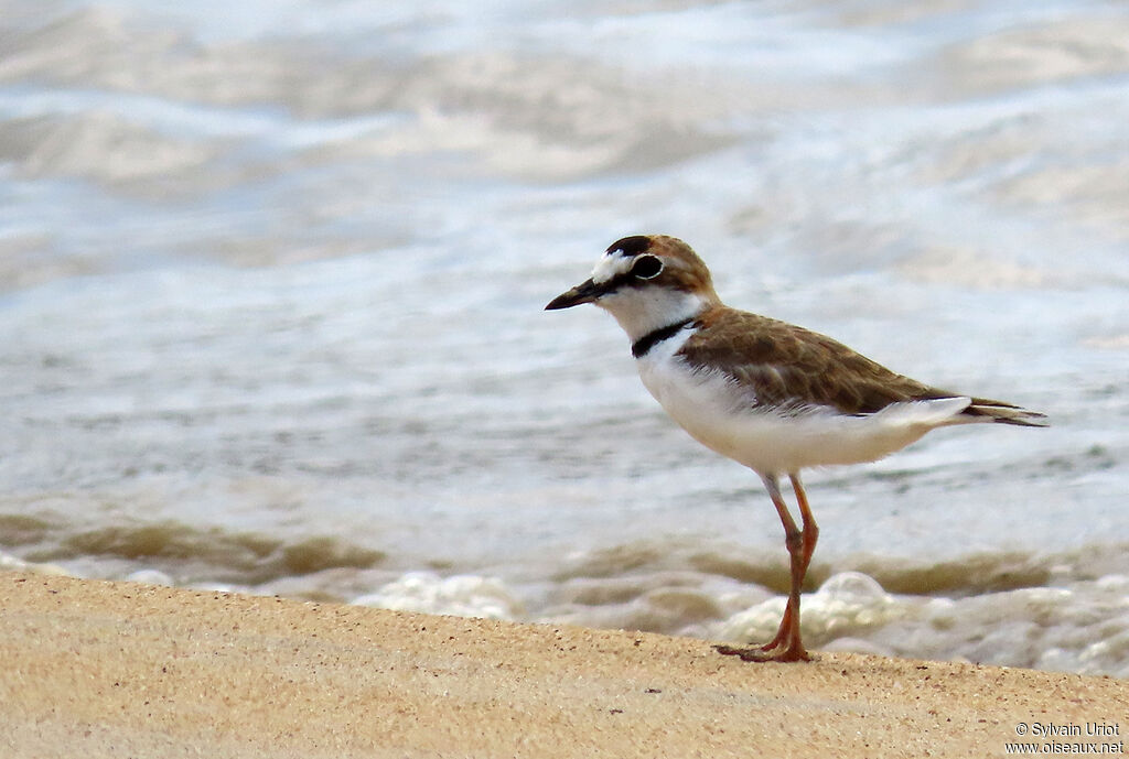 Collared Ploveradult breeding