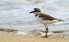 Collared Plover