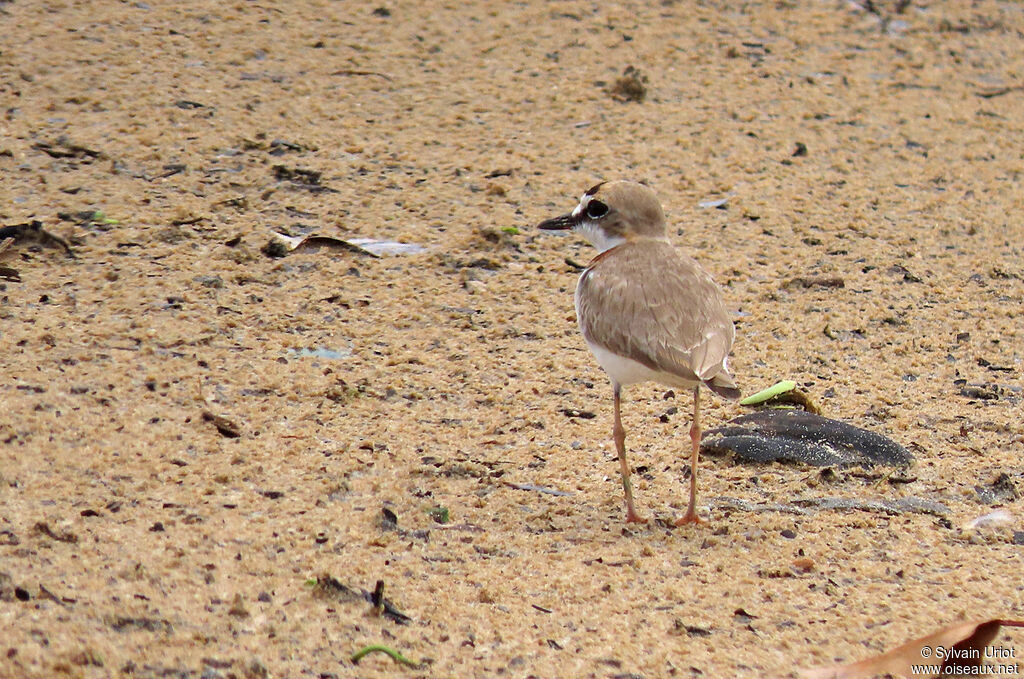 Collared Ploveradult breeding