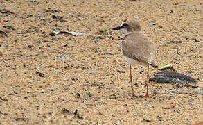 Collared Plover