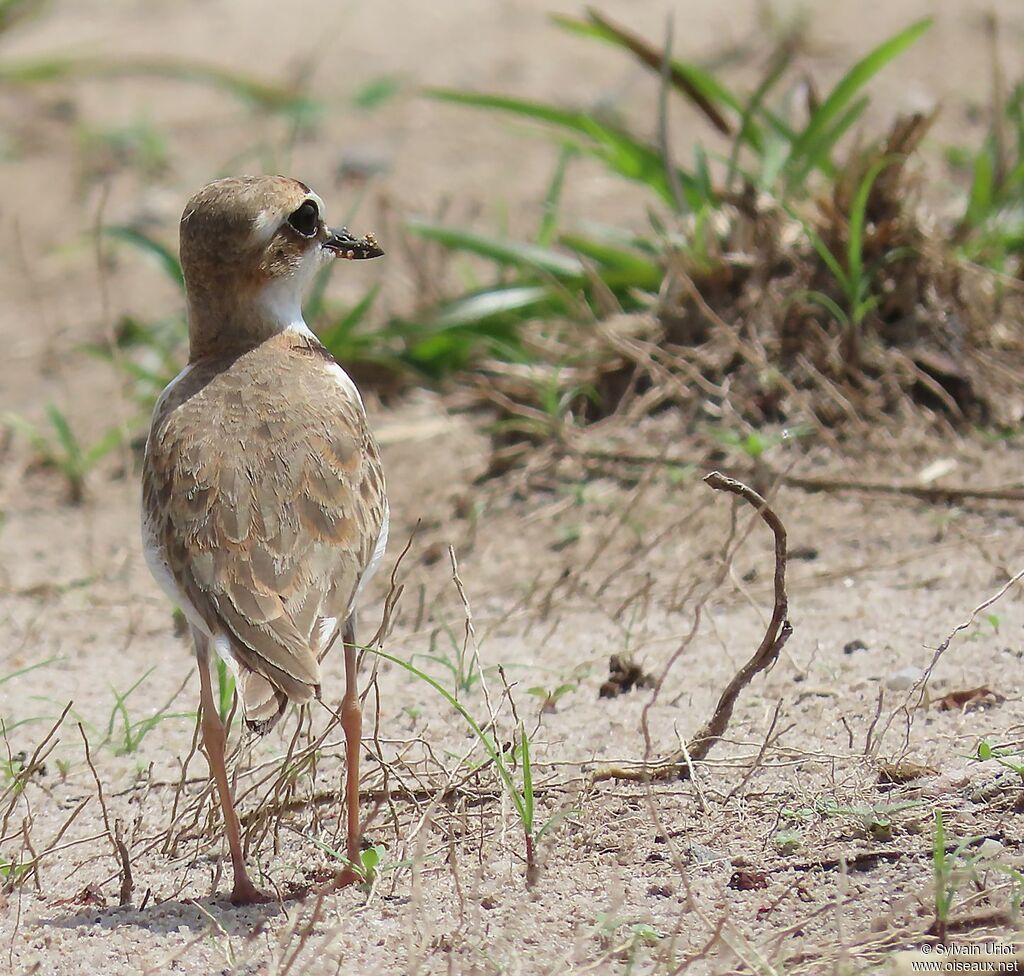 Collared Ploveradult