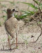 Collared Plover