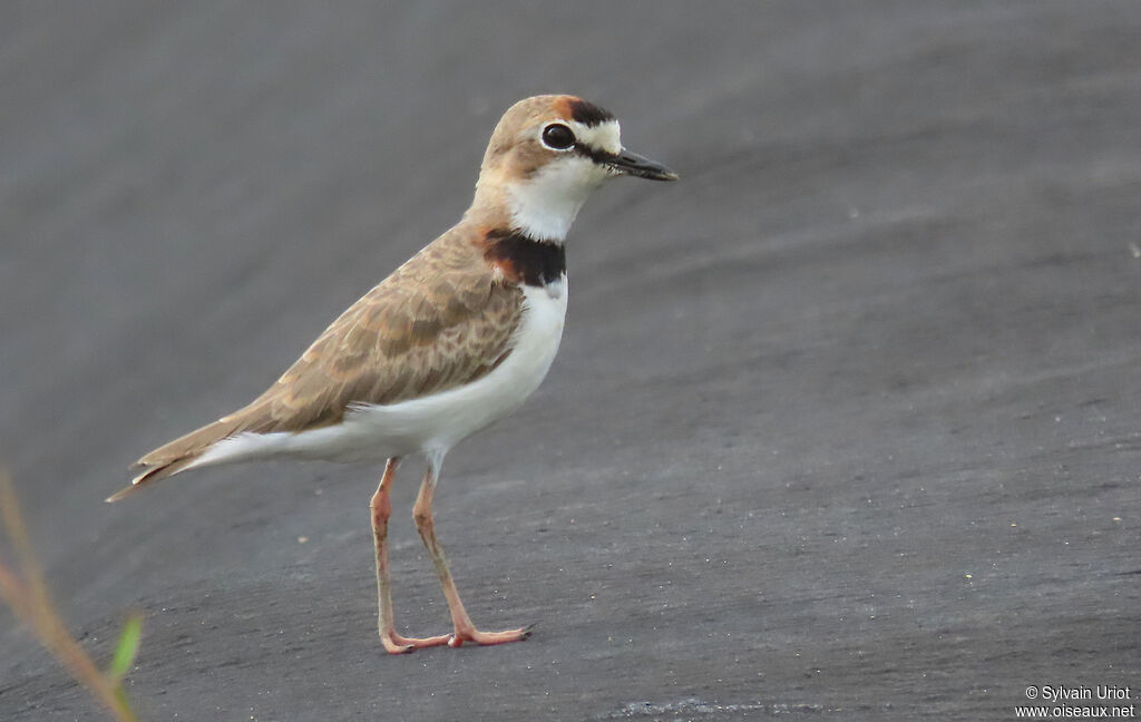 Collared Ploveradult breeding