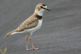 Collared Plover