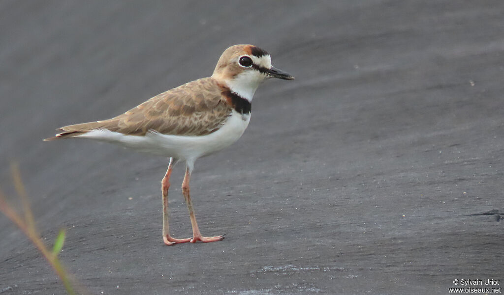 Collared Ploveradult breeding