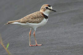 Collared Plover