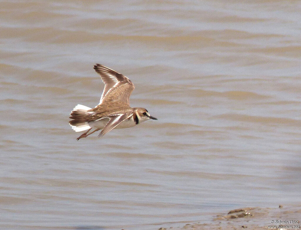 Collared Plover