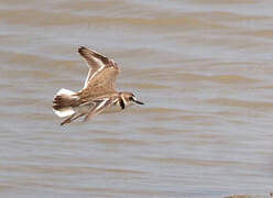 Collared Plover