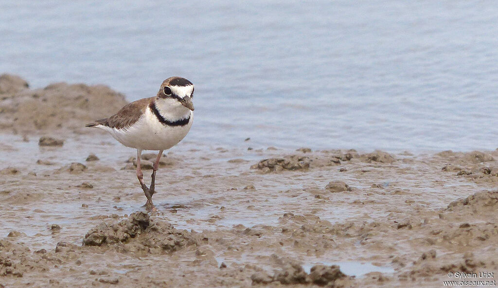 Collared Plover