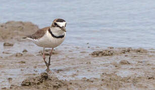 Collared Plover