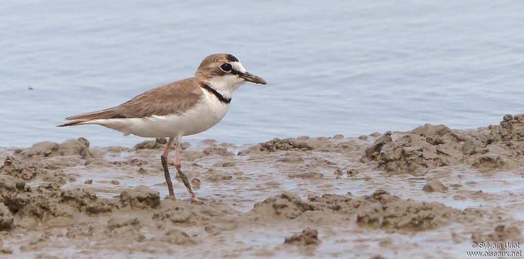 Collared Plover