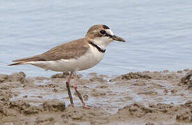 Collared Plover