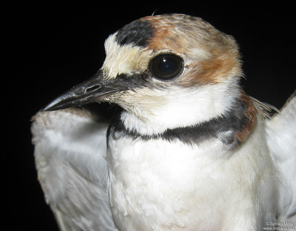 Collared Ploveradult