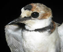 Collared Plover