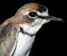 Collared Plover