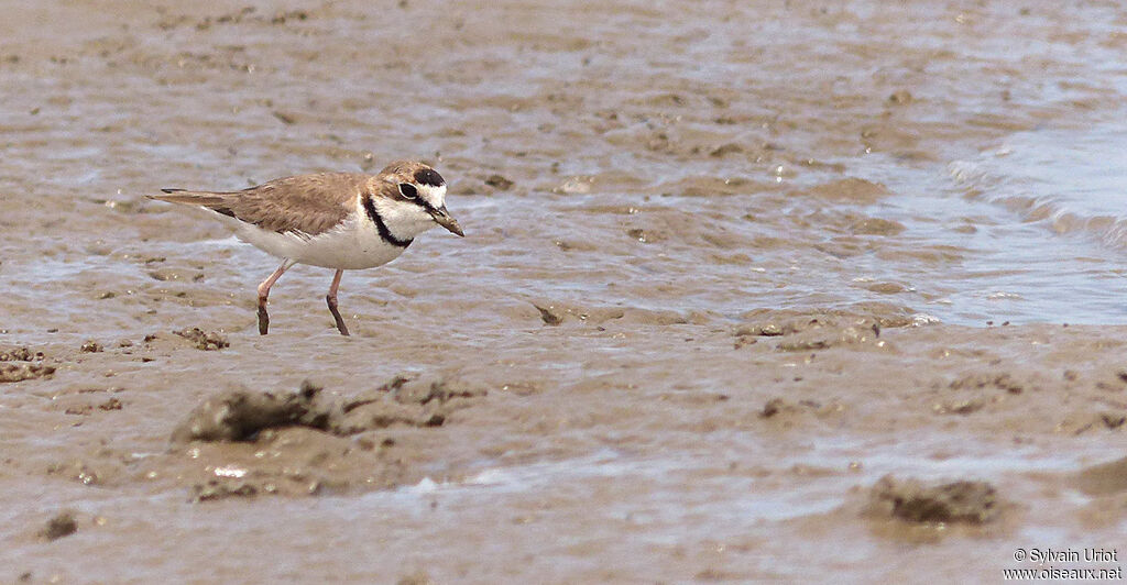 Collared Ploveradult