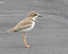 Collared Plover