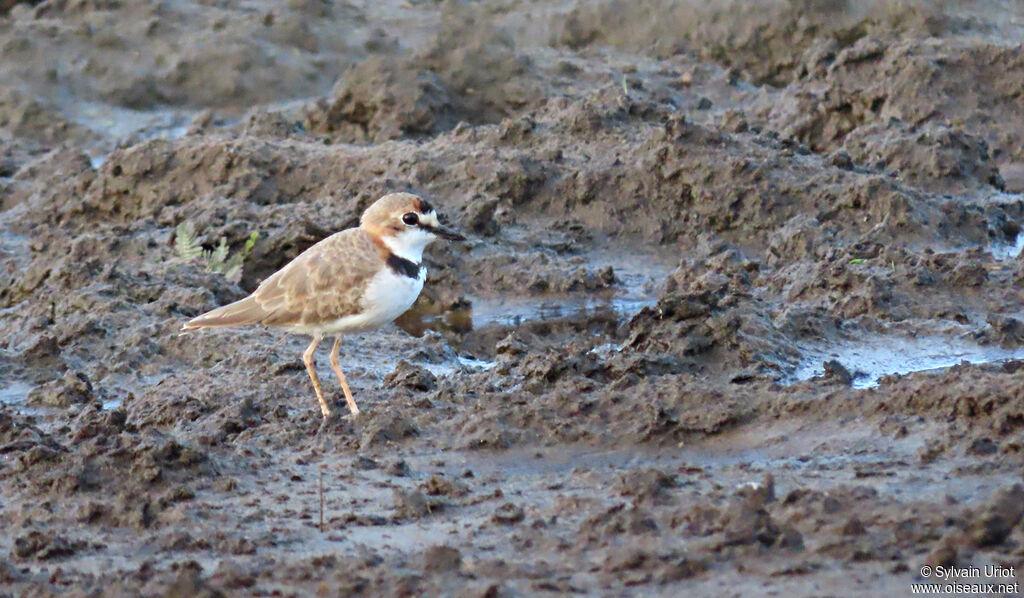 Collared Ploveradult breeding